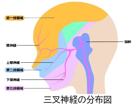 三叉神経痛(さんさしんけいつう)|その他の病気|コラム|楓みみはなのどクリニック|一宮市の耳鼻咽喉科