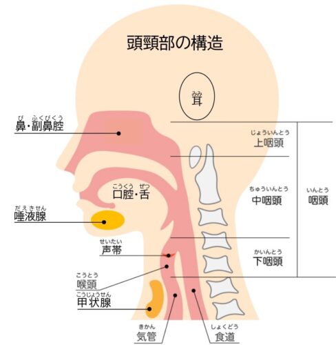 頭頸部外科とは？｜クリニックブログ｜ブログ｜楓みみはなのど